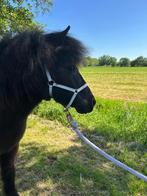 Shetland pony, Dieren en Toebehoren, Paarden, Merrie, Gechipt