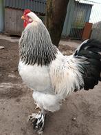 Haan, Dieren en Toebehoren, Mannelijk, Kip