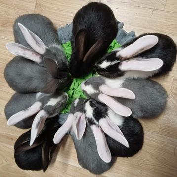 Duitse reuzen te reserveren, worden gevaccineerd  beschikbaar voor biedingen