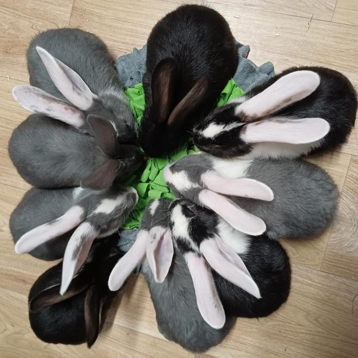 Duitse reuzen te reserveren, worden gevaccineerd, Dieren en Toebehoren, Konijnen, Groot, Meerdere dieren, 0 tot 2 jaar