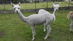 Alpaca merrie