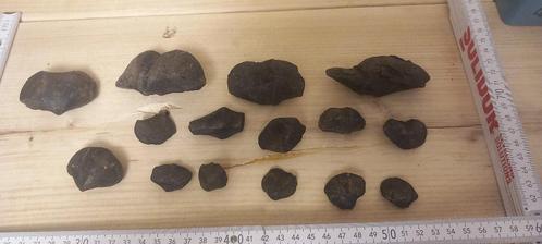 fossielen spiriferen (NR2), Verzamelen, Mineralen en Fossielen, Fossiel, Ophalen of Verzenden