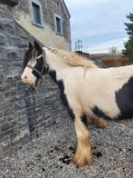 Prachtige kleine merrie Tinker/Irishcob, Dieren en Toebehoren, Paarden, Merrie, Minder dan 160 cm, Recreatiepaard, Gechipt