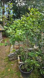 Ilex serrata mannelijk Bonsai, Tuin en Terras, Ophalen