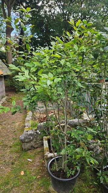 Ilex serrata mannelijk Bonsai beschikbaar voor biedingen