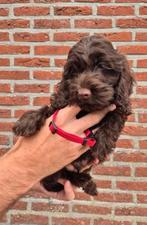 Cockapoo pups vrouwelijk (cocker x dwergpoedel), Dieren en Toebehoren, Honden | Retrievers, Spaniëls en Waterhonden, België, Overige rassen