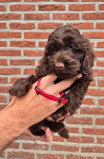 Cockapoo pups vrouwelijk (cocker x dwergpoedel), Dieren en Toebehoren, Honden | Retrievers, Spaniëls en Waterhonden, Teef, Overige rassen