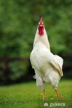 Coq LEGHORN 9 mois