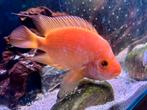 Citroen cichlide, Dieren en Toebehoren, Vissen | Aquariumvissen, Vis, Zoetwatervis