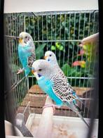 Grasparkieten, Parkiet