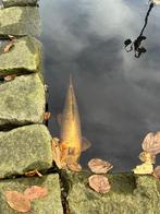 Koi’s te koop, Dieren en Toebehoren, Vissen | Vijvervissen, Karper of Koi