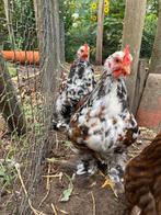 2 jonge cochin kriel hanen, Mannelijk, Kip
