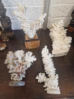 Collection Flower Coral, Collections, Minéraux & Fossiles, Enlèvement ou Envoi