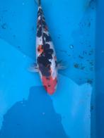 Showa 30cm. Tosai, Dieren en Toebehoren, Karper of Koi