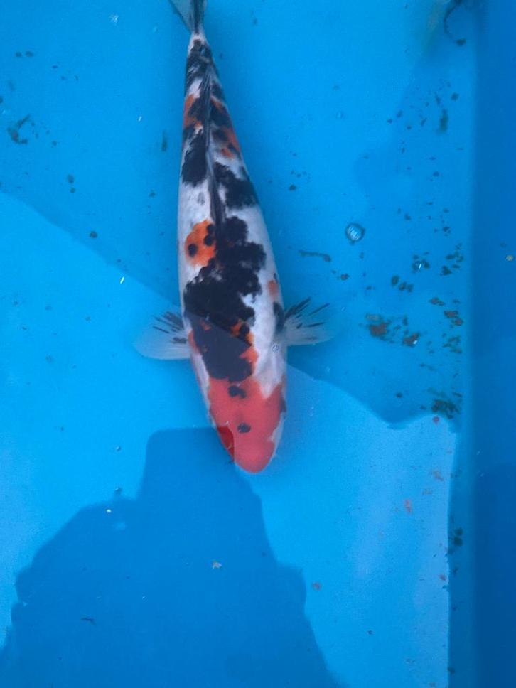 Showa 30cm. Tosai, Dieren en Toebehoren, Vissen | Vijvervissen, Karper of Koi