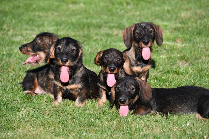 Ruwharige Teckel pups te koop, Dieren en Toebehoren, Honden | Teckels en Dashonden, Meerdere dieren, Ruwhaar, Dwerg, Fokker | Professioneel