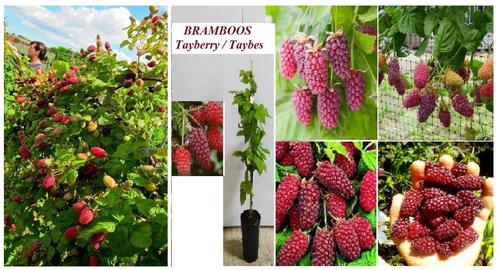TAYBERRY PLANTEN (IN POT), Must Have!! 5€/Stuk, 5 VOOR 20€!, Tuin en Terras, Planten | Tuinplanten, Vaste plant, Fruitplanten