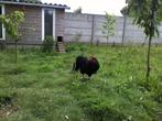 haan  Australorp, Mannelijk, Kip