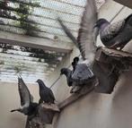 Duiven, Dieren en Toebehoren