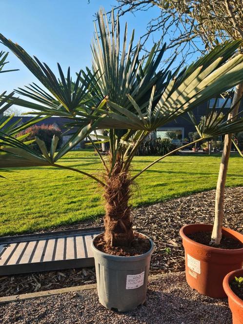 Palmboom Trachycarpus Fortunei - Winterhard, Tuin en Terras, Planten | Bomen, Palmboom, Halfschaduw, Ophalen