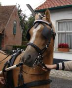 Zoek enkelspaan tuig maat cob, Dieren en Toebehoren, Paarden en Pony's | Hoofdstellen en Tuigage, Ophalen of Verzenden, Gebruikt