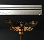 Papillon Sphinx Tête de Mort Acherontia Atropos XL Globe, Enlèvement ou Envoi