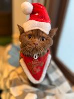 Cinnamon Dominant Bleu Eyes / Latent  ~ BRITS KORTHAAR, Dieren en Toebehoren, Katten en Kittens | Raskatten | Korthaar, Meerdere dieren