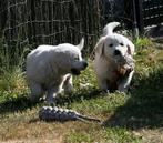 particulier heel mooie golden retriever pups, Dieren en Toebehoren, Honden | Retrievers, Spaniëls en Waterhonden, Golden retriever