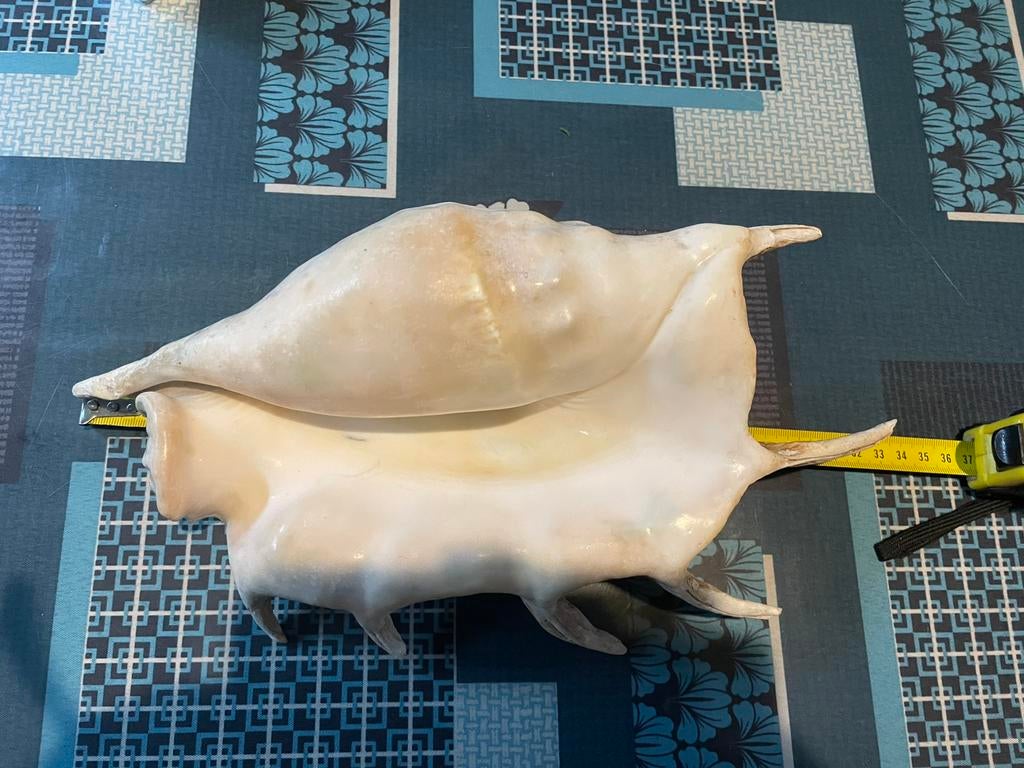 Coquillages, Enlèvement ou Envoi, Coquillage(s)