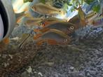 Galaxy rasbora, Dieren en Toebehoren, Zoetwatervis