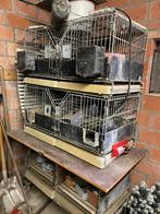 Konijnebatterij, Dieren en Toebehoren