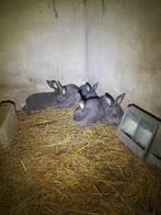 konijn - blauw van ham, Dieren en Toebehoren, Meerdere dieren, Middelgroot, 0 tot 2 jaar