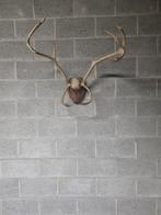 Rendier gewei, Ophalen, Gebruikt