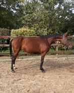Nieuwe adv* 7 jarig springpaard, Dieren en Toebehoren, Paarden, Merrie, Springpaard, Gechipt, Zadelmak
