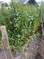 Ligustrum 90/120, Tuin en Terras, Ophalen