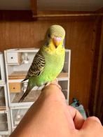 Grasparkiet double splits bfbw, Dieren en Toebehoren, Vogels | Parkieten en Papegaaien, Mannelijk