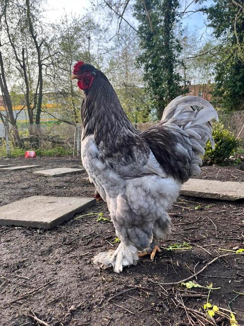 Œufs à incuber Brahma GROOTHOENDER BLEU X GRIS PERLE, Animaux & Accessoires, Volatiles, Poule ou poulet, Sexe inconnu