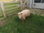 Schaap ooi 6 jaar oud, Dieren en Toebehoren, Schaap