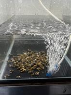 Slak etende slakken, Dieren en Toebehoren, Vissen | Aquariumvissen, Slak of Weekdier