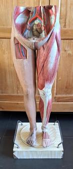 oud anatomisch model onderlichaam benen 120 hoog, Antiek en Kunst, Ophalen
