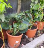 Hosta Alligator Alligator Alley /pot 25x30/, Tuin en Terras, Ophalen, In pot