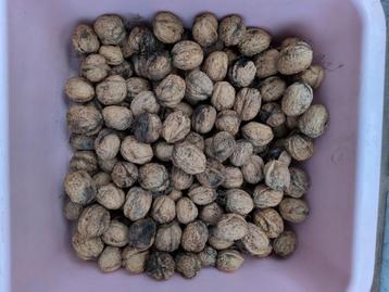 Okkernoten groot (boerenoten) walnoten beschikbaar voor biedingen