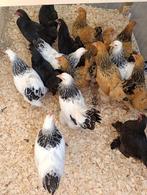brahma kriel 4 hennen + 1 haantje gratis ! 105 euro, Vrouwelijk, Kip