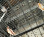 Kanaries, Animaux & Accessoires, Oiseaux | Canaris