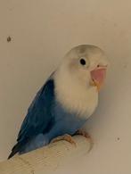 Fischeri, Vrouwelijk, Dwergpapegaai of Agapornis, Geringd