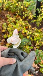 Mooie witte rozen struiken, bloeien twee keer, Tuin en Terras, Ophalen, Struik, Minder dan 100 cm