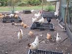 Hanen Poule de bresse, Dieren en Toebehoren, Mannelijk, Kip