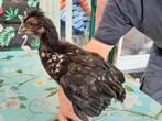 Kippen, Dieren en Toebehoren, Mannelijk