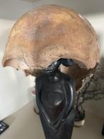 Antieke schedel, Enlèvement ou Envoi