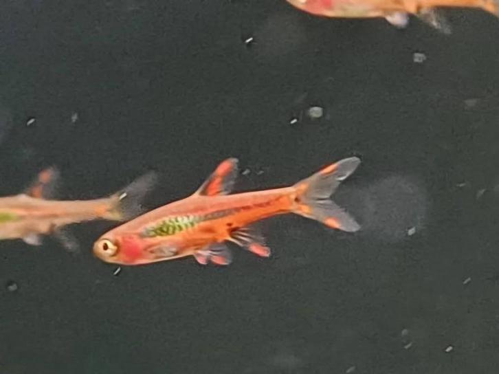 Hobbyaquarium Boraras Brigittae / chilli rasbora, Dieren en Toebehoren, Vissen | Aquariumvissen, Zoetwatervis, Vis, Schoolvis